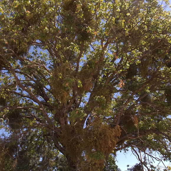 A tree in the upper meadows